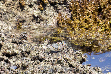 动物 特写镜头 海洋 旅行 海滩 马达加斯加 岩石 海岸