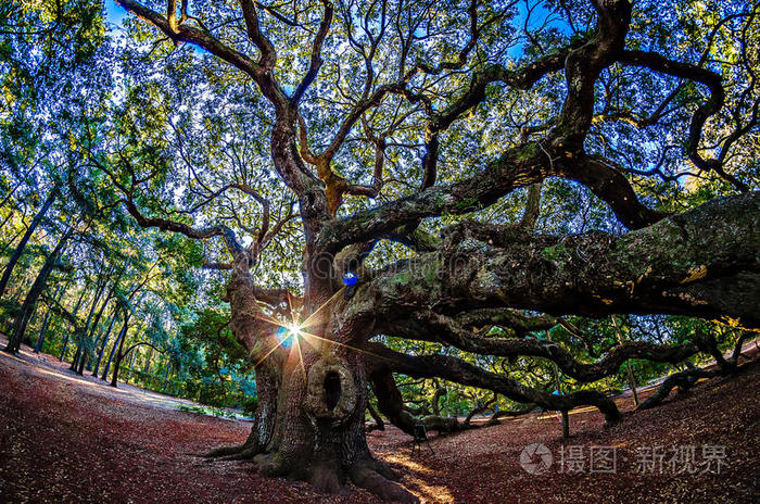 约翰南卡罗来纳州岛上的天使橡树