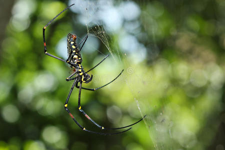巨大的黄色斑点黑蜘蛛在网上照片