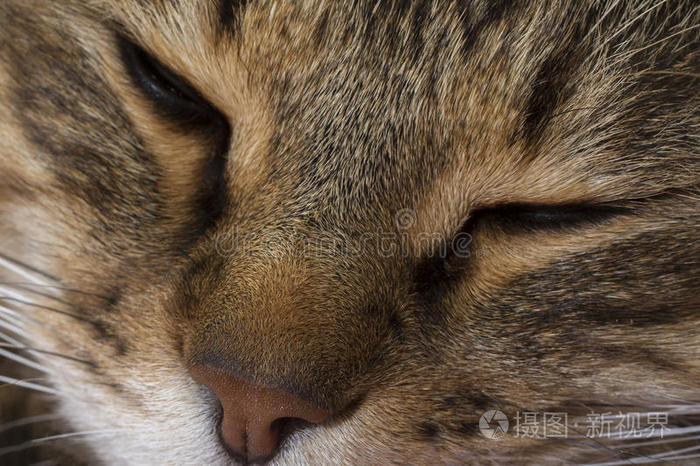 特写绿眼睛猫的肖像