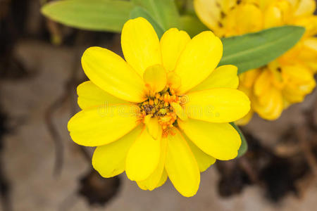 美丽的花