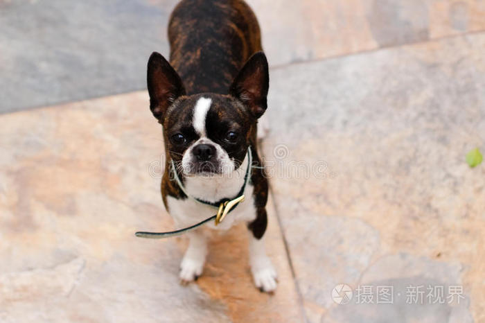 波斯托犬小狗