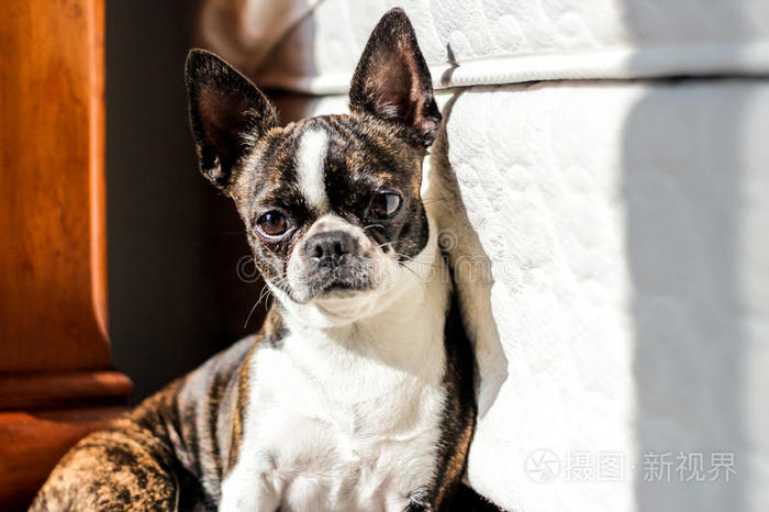 波斯托犬小狗