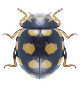 甲虫coccinulaquatuordecimpustulata