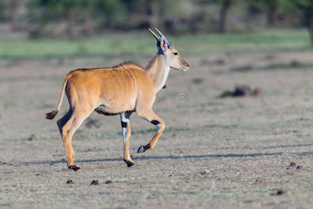 保护 幼稚 环境 食草动物 动物 草地 肯尼亚 栖息地 历史