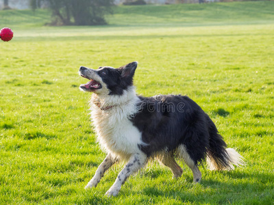 边境牧羊犬