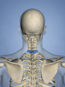 颈椎, 医疗概念三维图颈椎与动脉前视人体颈椎 x 线颈椎,椎间盘突出症