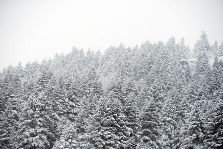 暴风雪 暴风雨 森林 环境 松树 美丽的 寒冷的 圣诞节