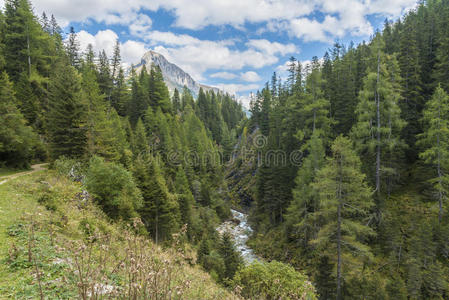 圣徒 迈克尔 储备 萨尔茨堡 生物圈 风景 环境 土地 木材