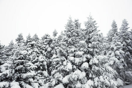 松木 寒冷的 暴风雨 松树 美丽的 暴风雪 风景 季节 冷冰冰的