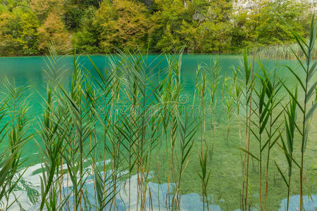 蓝绿色水晶清澈的湖泊在普利特维，克罗地亚，在一个阳光明媚的夏天
