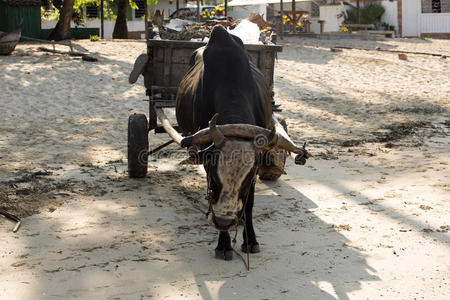 诺西 农场 村庄 运输 旅行 南方 部落 农事 动物 运货马车