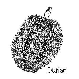 榴莲手绘图片