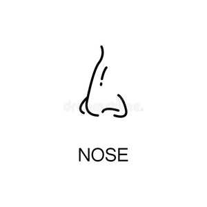 概述 自然 解剖 癌症 鼻腔 面对 感知 鼻子 鼻孔 轮廓