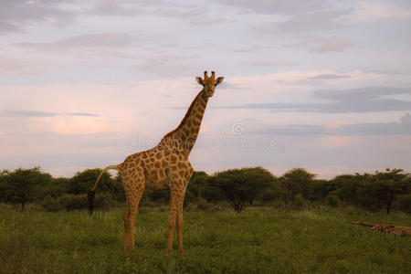 长颈鹿在灌木丛中，日落时对着天空在伊托沙帕