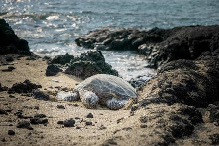 太平洋 海龟 动物 成人 本努 自然 美丽的 海洋 生活