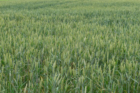 土地 稻草 栽培 作物 收获 农业 季节 植物 领域 生长