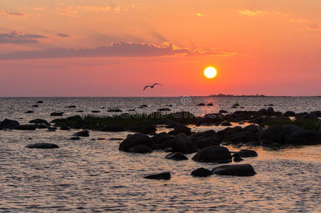 海滩 季节 欧洲 场景 岩石 爱沙尼亚 日落 基努 地平线