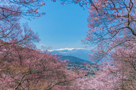 樱花在塔卡托