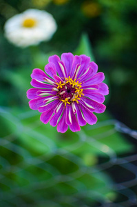 花的 美丽的 特写镜头 圆圈 植物学 美女 领域 花瓣 园艺