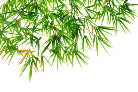 竹子的枝条留在白色的背景上照片