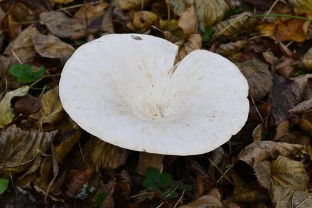 野生蘑菇的细节