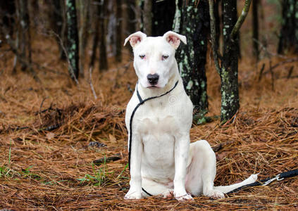 公牛猎犬小狗混合品种狗