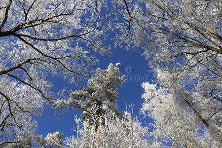 捷克共和国波西米亚中部美丽的童话雪冬乡村，蓝天