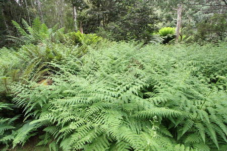 瀑布 蕨类植物 利菲 储备 风景 澳大利亚 灌木 自然 森林