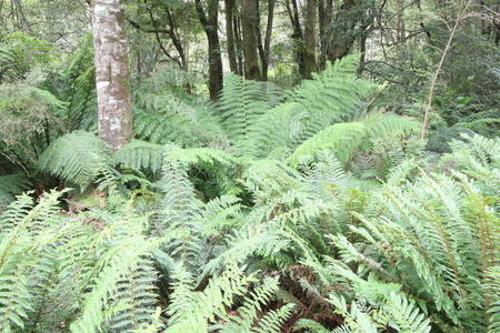 自然 风景 雨林 蕨类植物 澳大利亚 利菲 瀑布 荒野 灌木