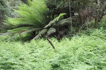 遗产 森林 荒野 地区 澳大利亚 塔斯马尼亚 灌木 蕨类植物