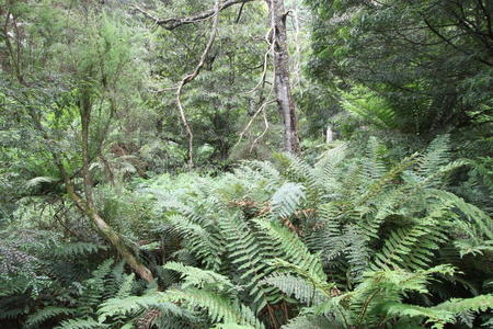 灌木 地区 荒野 利菲 储备 森林 瀑布 世界 澳大利亚
