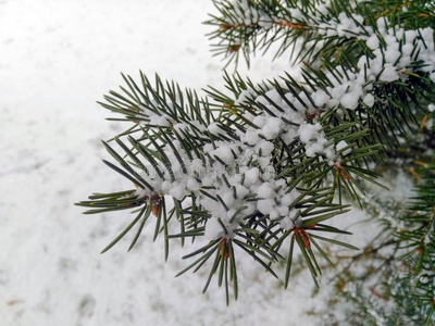 雪中云杉