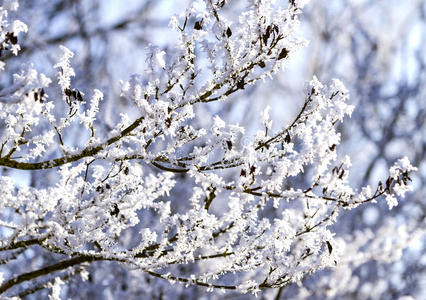 寒冷的冬天在雪林里，冻结的树枝。 冬天背景模糊。