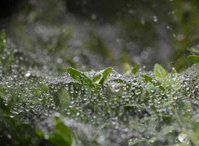 雨中的方木