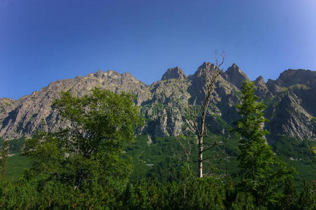 有树木的美丽的山景