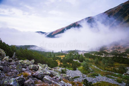 有树木的美丽的山景