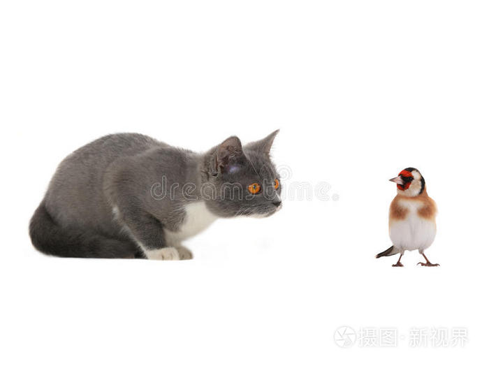 金雀和小猫照片 正版商用图片22pi7k 摄图新视界 金雀和小猫照片 正版商用图片22pi7k 摄图新视界