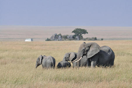 风景 卡车 肯尼亚 动物 非洲 野生动物 旅行 坦桑尼亚