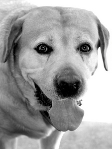 向量图表类型海滩上两只工作型英国斯普林格猎犬一只黑白相间的工作型