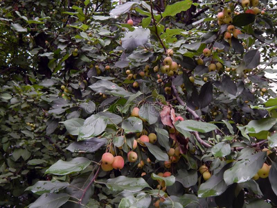 花园里树枝上的秋苹果