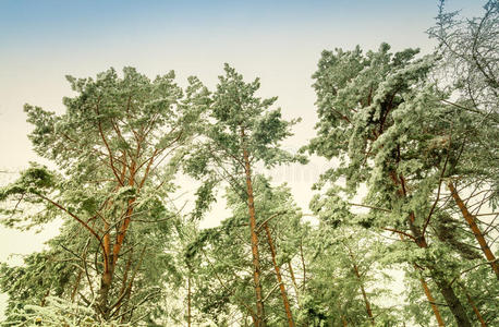 冬日冻树景观