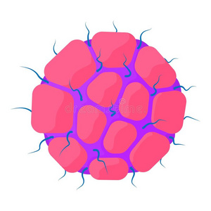 绘画 生育能力 插图 毛囊 周期 细胞 鸡蛋 医学 子宫颈