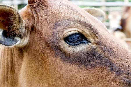 牛脸闭上牛脸,眼睛照片