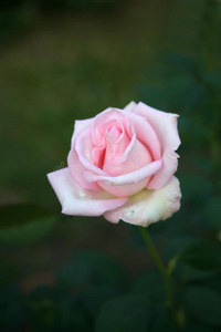 花的 粉红色 可爱的 特写镜头 美丽的 夏天 浪漫 自然
