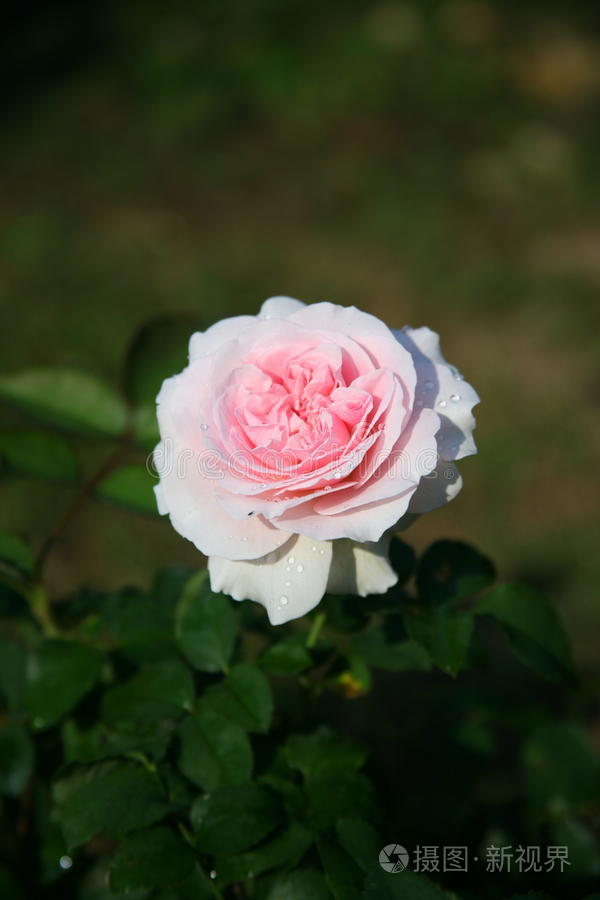玫瑰 浪漫的 情人 可爱的 浪漫 颜色 特写镜头 自然 花的