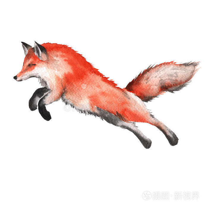 性格 毛皮 狩猎 有趣的 颜色 自由 乐趣 动物 狐狸 自然