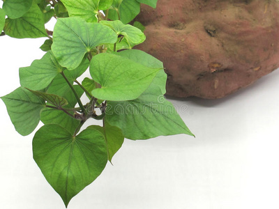 红薯叶子的特写照片