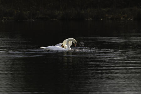 哑的 泼洒 天鹅 自然 池塘 仪式 生活