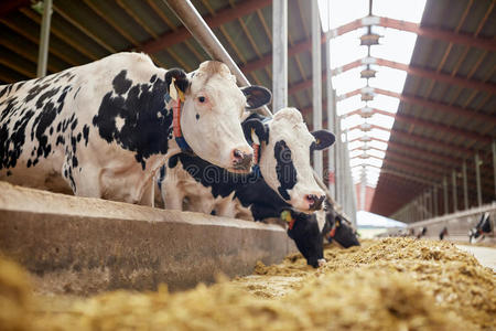 在室内 农场 牛肉 农业 牛棚 奶牛 拜尔 食物 干草 繁殖